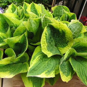 Hosta 'Wide Brim'