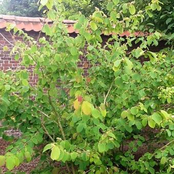 Corylopsis sinensis