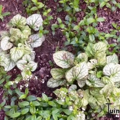 Kaukasische vergeet-mij-nietje - Brunnera macrophylla 'Mr. Morse'