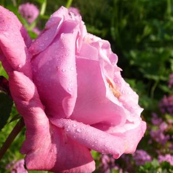 Rosa 'Blue Parfum'