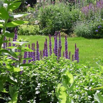 Salvia nemorosa 'Caradonna'