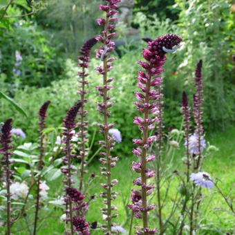 Lysimachia atropurpurea 'Beaujolais'