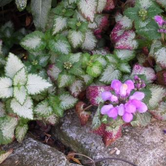 Lamium maculatum