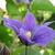 Clematis integrifolia  'Arabella'