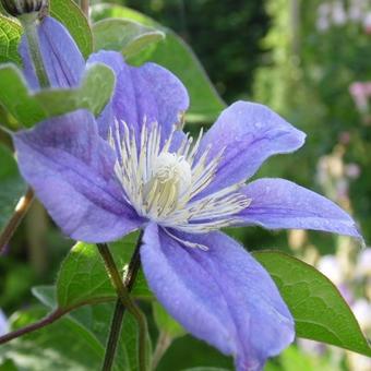 Clematis integrifolia  'Arabella'