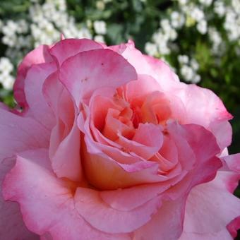 Rosa 'Augusta Luise'