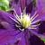 Clematis 'Warszawska Nike'