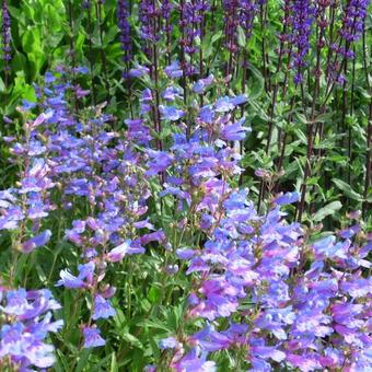 Penstemon heterophyllus 'Catherine de la Mare'