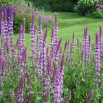 Salvia nemorosa 'Amethyst' - Salie