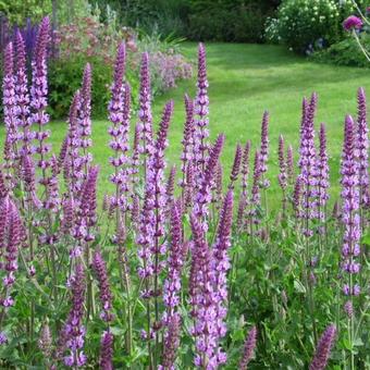 Salvia nemorosa 'Amethyst'