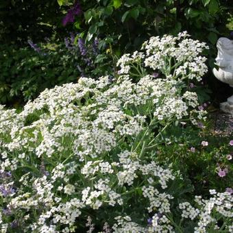 Crambe maritima