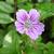 Geranium nodosum 'Whiteleaf'