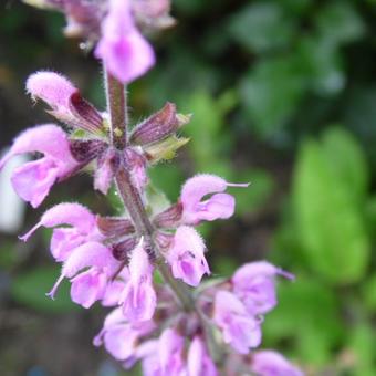 Salvia pratensis 'Pink Delight'