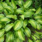 Hosta 'Geisha' - Hartlelie/Funkia