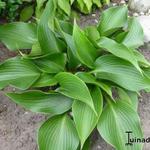 Hosta 'Grünspecht' - Venijnboom