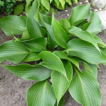 Hosta 'Grünspecht'