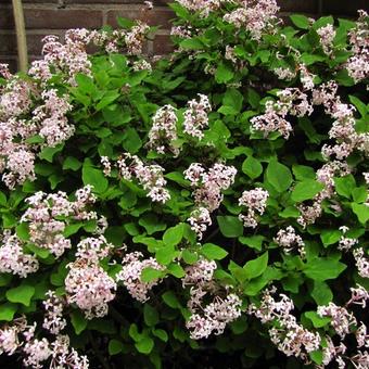 Syringa meyeri 'Josée'