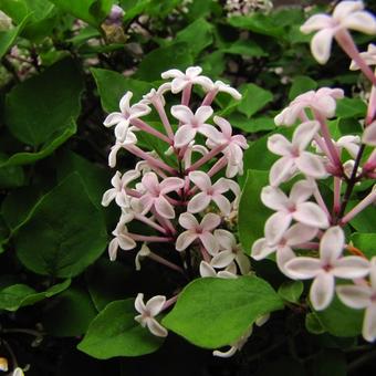 Syringa meyeri 'Josée'