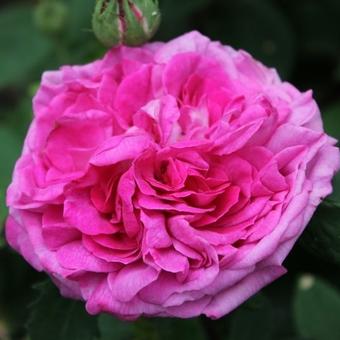 Rosa 'Reine des Violettes'