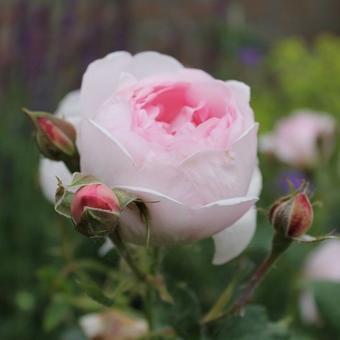 Rosa 'Scepter d'isle'