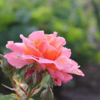 Rosa 'Marie Curie'