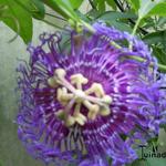 Passiflora 'Temptation' - Passiebloem