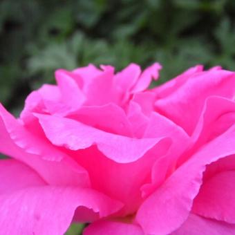 Rosa 'Zephirine Drouhin'