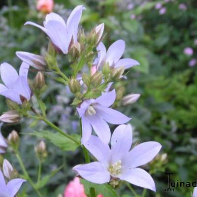 Klokjesbloem - Campanula lactiflora 'Senior'