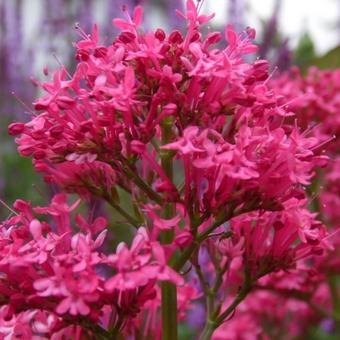 Centranthus ruber