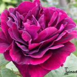 Rosa 'Souvenir du Dr Jamain' - Roos