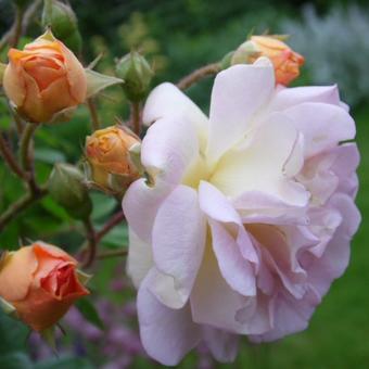 Rosa 'Ghislaine de Feligonde'