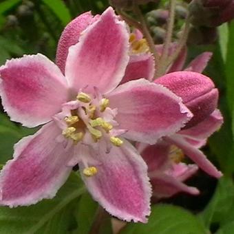 Deutzia x hybrida 'Strawberry Fields'