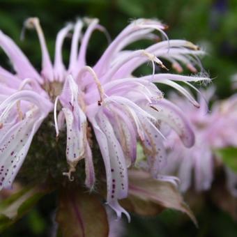 Monarda bradburiana