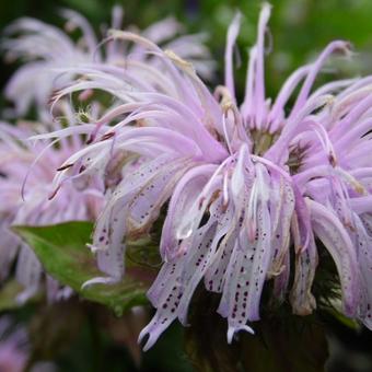 Monarda bradburiana