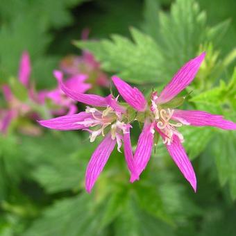 Geranium x oxonianum 'Zena Grant'