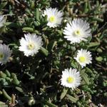 Delosperma 'Graaf Reinet' - IJsbloem