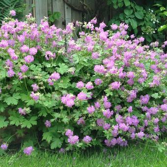 Geranium x cantabrigiense 'Cambridge'