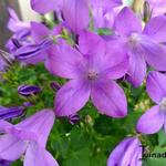 Campanula Addenda 'Blue Star' - Klokjesbloem