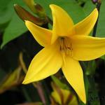 Hemerocallis 'Gold Dust' - Daglelie