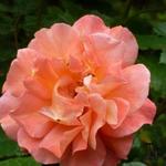 Roos, Klimroos - Rosa 'Westerland'