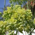 Thalictrum flavum - Poelruit/Ruit