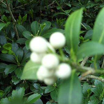 Skimmia japonica 'Kew White'