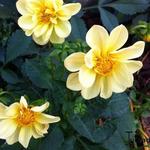 Dahlia 'Sanne' - Dahlia