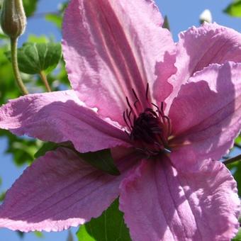 Clematis 'Hagley Hybrid'