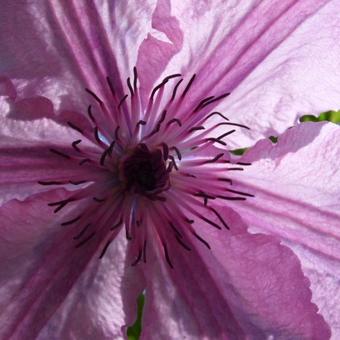 Clematis 'Hagley Hybrid'