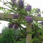 Wisteria frutescens 'Amethyst Falls' - Blauwe regen