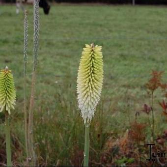 Kniphofia 'Ice Queen'