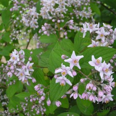 Deutzia x hybrida 'Mont Rose' - Bruidsbloem