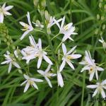 Anthericum ramosum - Graslelie