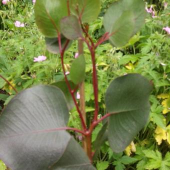 Eucalyptus caesia 'Silver Princess'